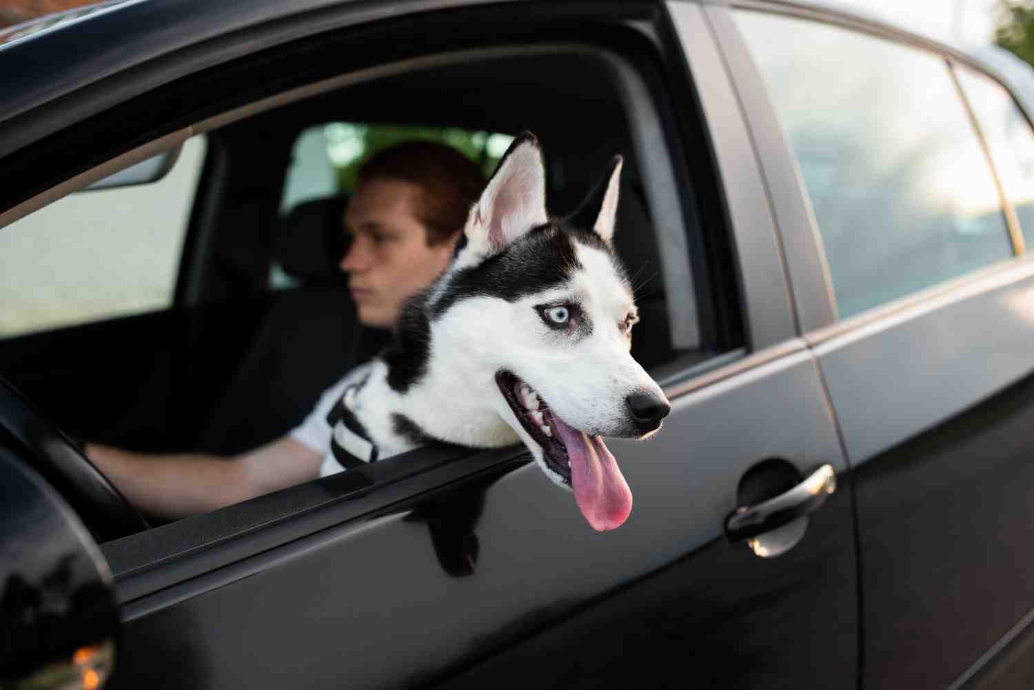 Cheap Pet Friendly  cheapest local cab near me, phone numbers for best price quote service, company 24/7 fixed online app book now. Cheap, cheapest, near me, phone, numbers, book, Luton, best, price, quote, service, services, company,companies, companies, 24/7, fixed, online ,app